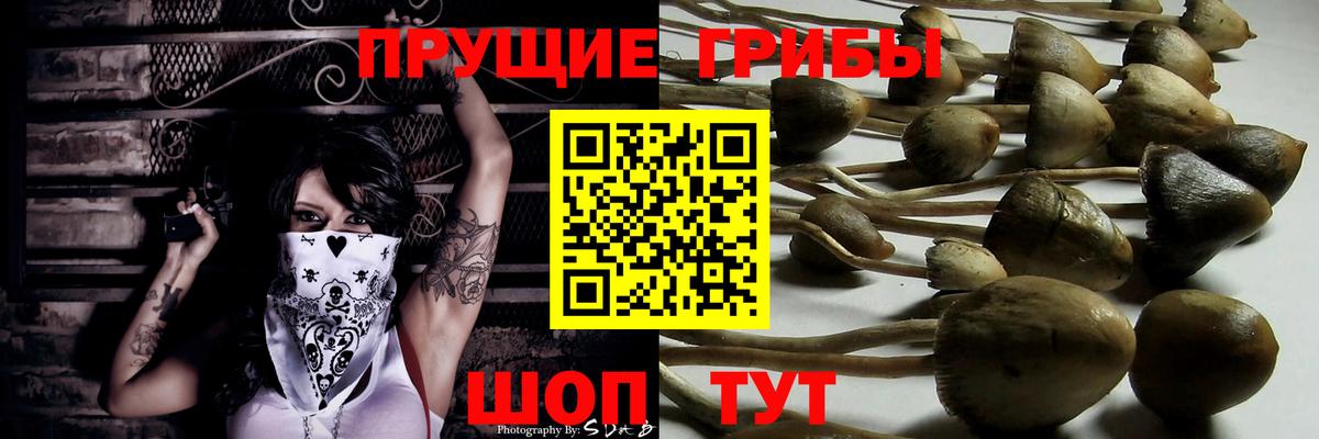 Карасук  Псилоцибиновые грибы Psilocybine cubensis  Псилоцибиновые грибы прущие грибы  Вход с VPN 